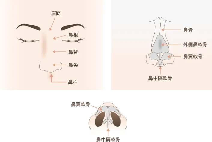 鼻の正面・下からの図と内部構造