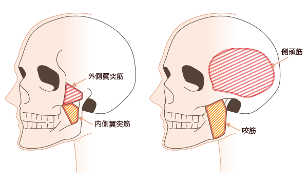 咀嚼筋の解剖図