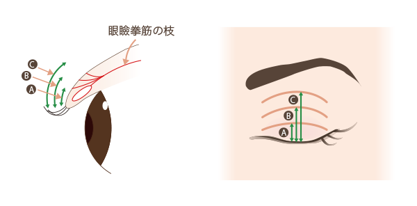 二重幅の解剖図