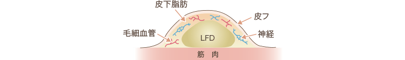 脂肪の構造