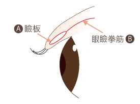 目を開く原理の解剖図