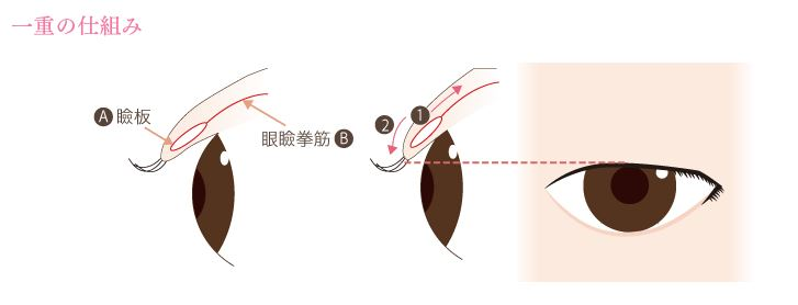 一重の仕組み