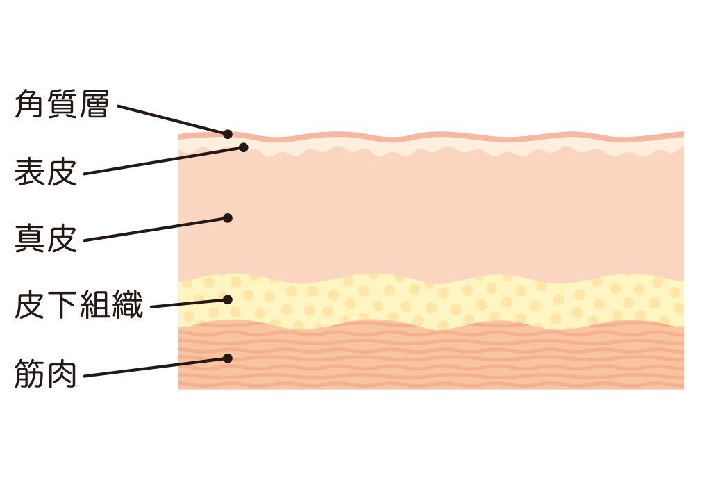 皮膚・皮下組織の構造