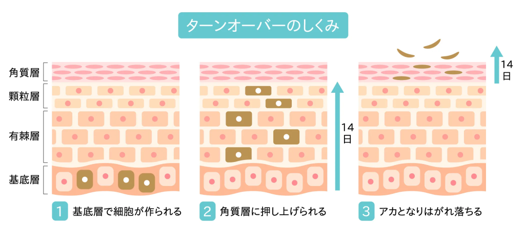 ターンオーバーの仕組み