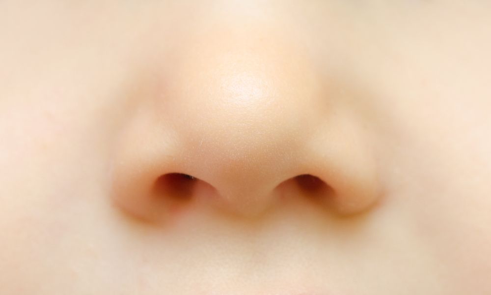 だんご鼻の画像