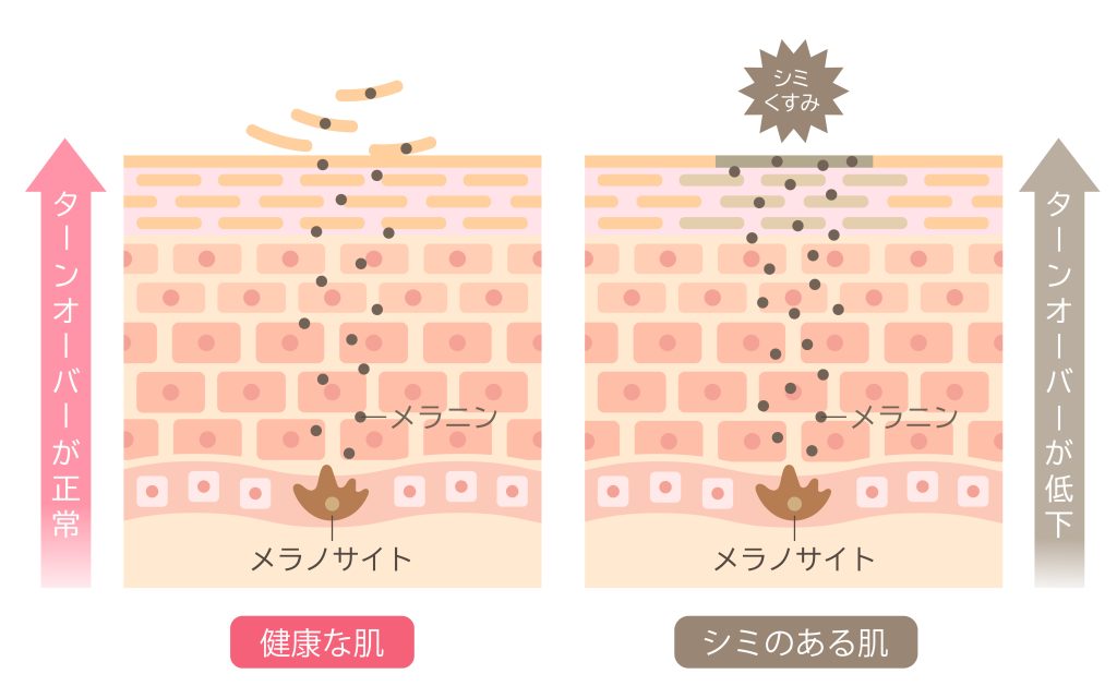 メラニンの仕組み