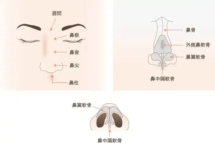 鼻尖形成を説明した様子