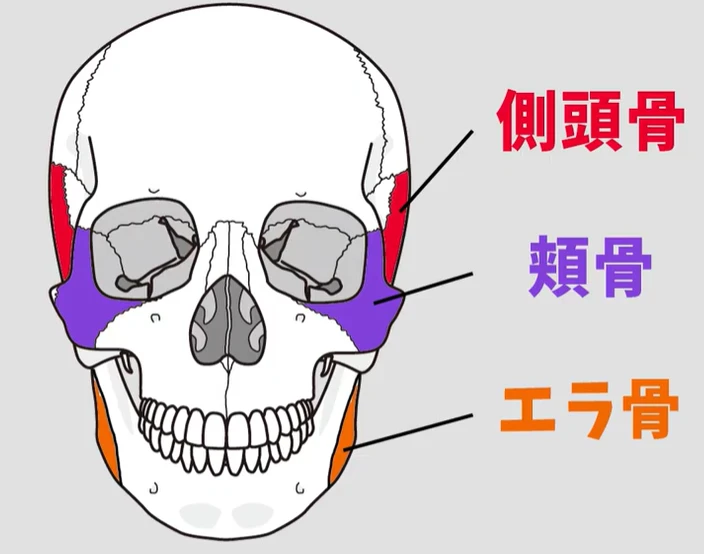 側頭骨　頬骨　エラ骨