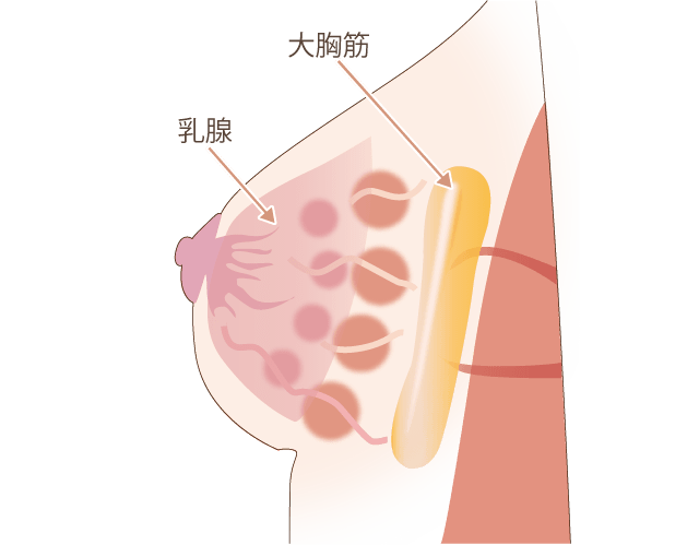 胸の仕組み図