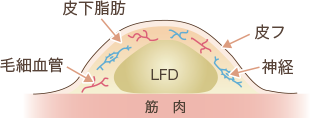 脂肪の構造