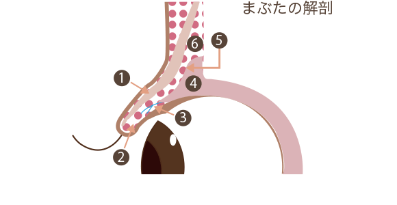 二重まぶた 目もとの整形施術一覧 美容整形 美容外科なら水の森美容外科 公式 総合サイト 二重まぶた 目もとの整形施術一覧 美容整形 美容外科なら水の森美容外科 公式 総合サイト