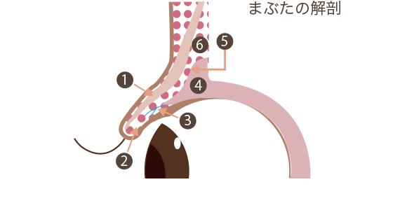 二重まぶた 目もとの整形施術一覧 美容整形 美容外科なら水の森美容外科 公式 総合サイト