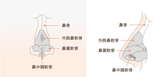 鼻の構造（解剖生理）