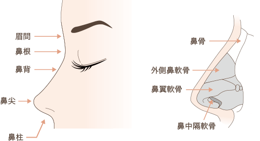 鼻中隔延長の解説図