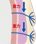 靭帯のたるみ