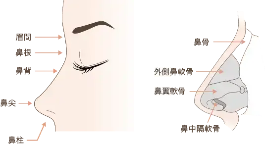 鼻の図解