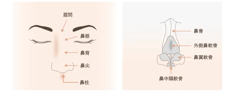 鼻の正面図と内部構造