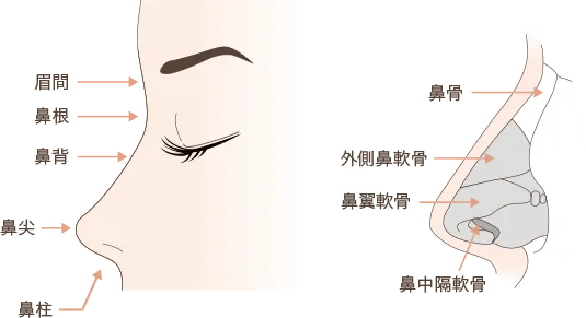 鼻の部位と内部構造