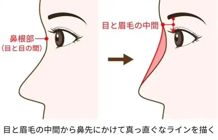 目と眉毛の中間から鼻先にかけて真っ直ぐなラインを描く