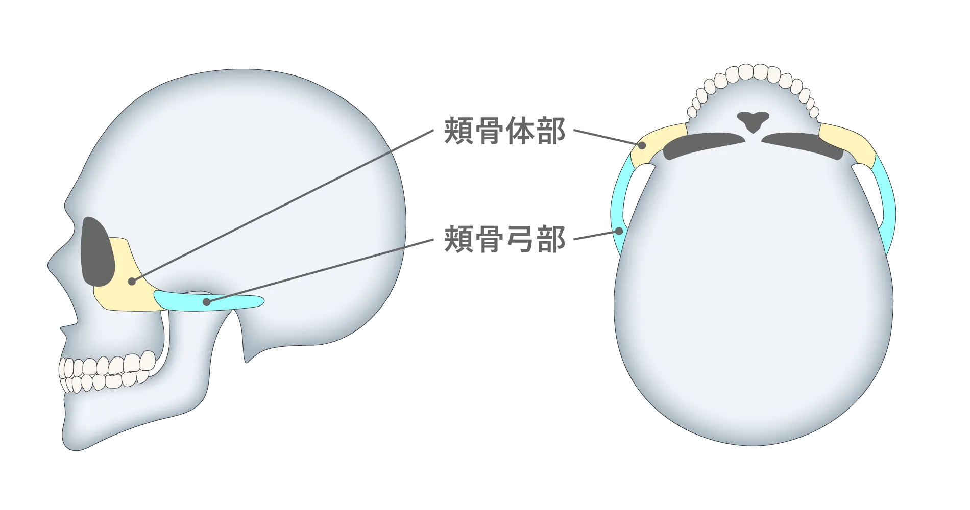 頬骨とは